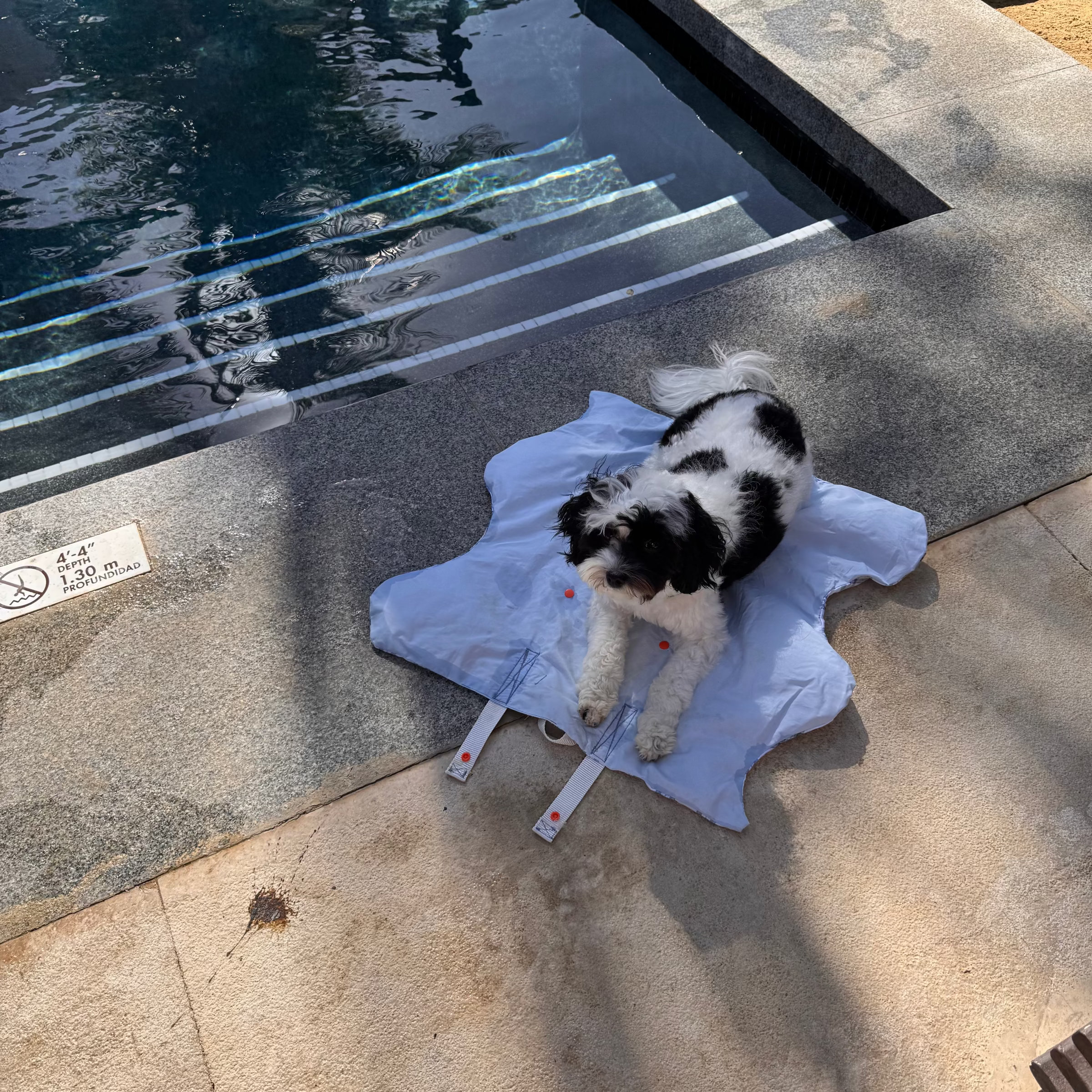 Oasis Cooling Mat for Dogs | Portable Travel Dog Mat